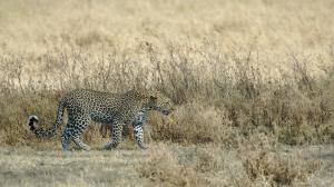 Leopard Serengeti Tanzania